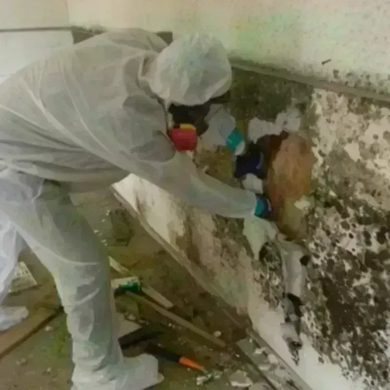 Mold Remediation and Removal in Mantua Township, NJ